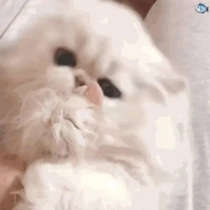 我要看女人日逼
