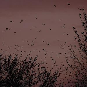 我要看女人日逼
